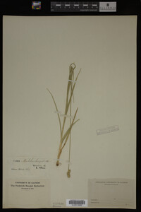 Carex muhlenbergii image
