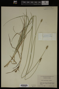 Carex muhlenbergii image