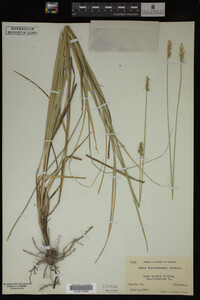 Carex muhlenbergii image
