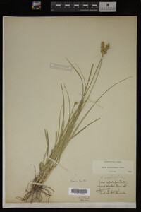 Carex muhlenbergii image