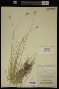 Carex muhlenbergii image