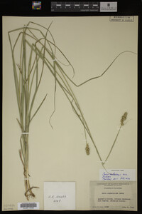 Carex muhlenbergii image