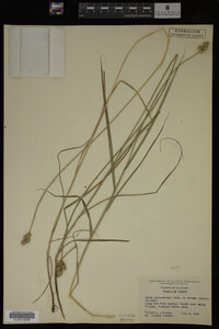 Carex muhlenbergii image