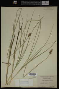 Carex muhlenbergii image