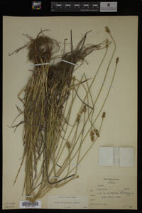 Carex muhlenbergii image