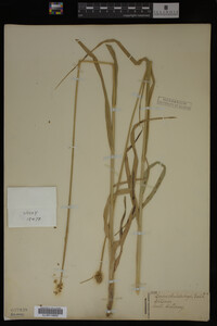 Carex muhlenbergii image