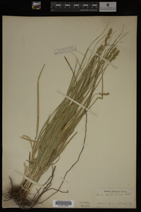 Carex muhlenbergii image