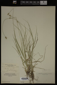Carex muhlenbergii image