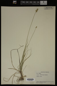 Carex muhlenbergii image