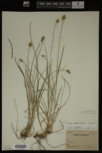 Carex muhlenbergii image