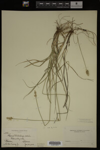 Carex muhlenbergii image