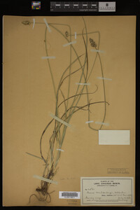 Carex muhlenbergii image