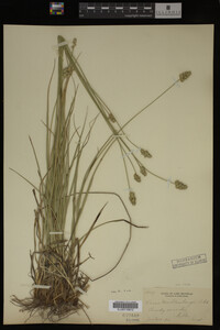 Carex muhlenbergii image