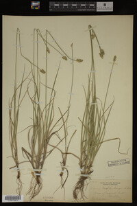 Carex muhlenbergii image