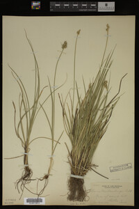 Carex muhlenbergii image