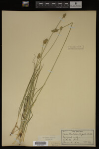 Carex muhlenbergii image
