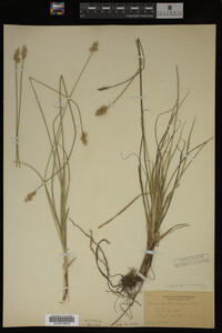 Carex muhlenbergii image