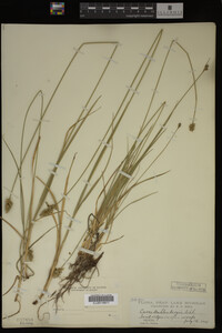 Carex muhlenbergii image