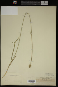 Carex muhlenbergii image