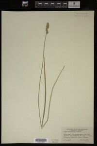 Carex muhlenbergii image