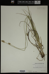 Carex muhlenbergii image