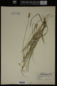 Carex muhlenbergii image