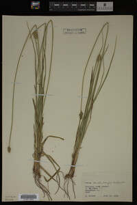 Carex muhlenbergii image
