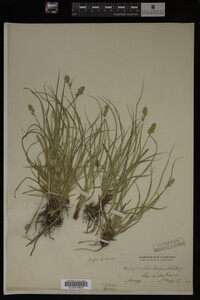 Carex muhlenbergii image