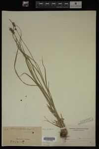 Carex muhlenbergii image