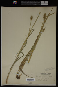 Carex muhlenbergii image