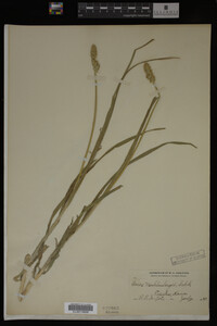 Carex muhlenbergii image
