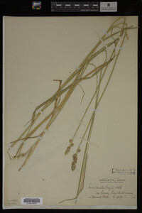 Carex muhlenbergii image