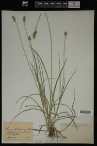 Carex muhlenbergii image