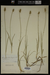 Carex muhlenbergii image