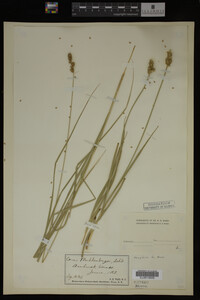 Carex muhlenbergii image