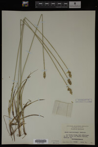 Carex muhlenbergii image