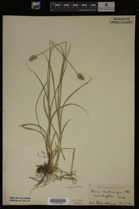 Carex muhlenbergii image