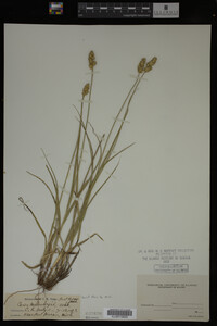 Carex muhlenbergii image