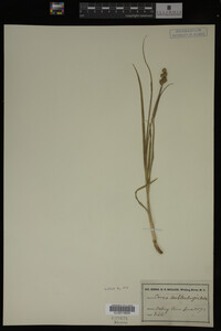Carex muhlenbergii image
