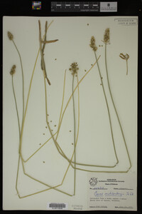 Carex muhlenbergii image