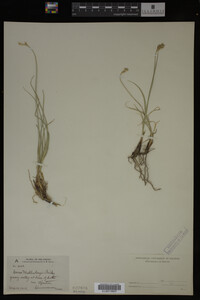 Carex muhlenbergii image
