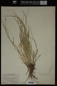 Carex muhlenbergii image
