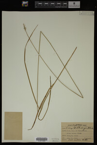 Carex muhlenbergii image