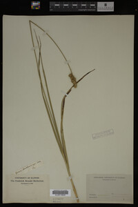Carex muhlenbergii image