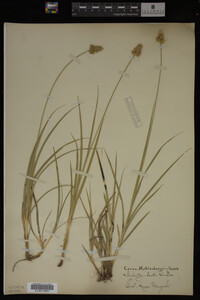 Carex muhlenbergii image