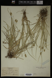 Carex muhlenbergii image