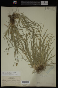 Carex muhlenbergii image