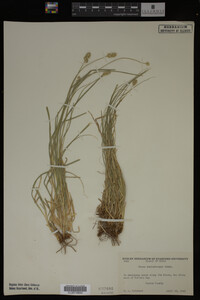 Carex muhlenbergii image