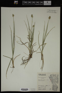 Carex muhlenbergii image