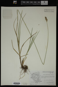 Carex muhlenbergii image